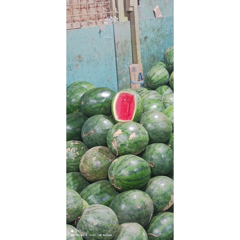 

Semangka merah non biji