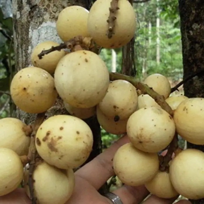 BIBIT TANAMAN BUAH DUKU MANIS DUKU PALEMBANG SUPER GENJAH