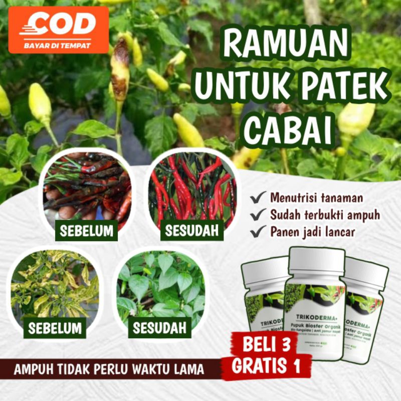 TRIKODERMA +  ALFAGREEN AMPUH BASMI PATEK LAYU KERITING