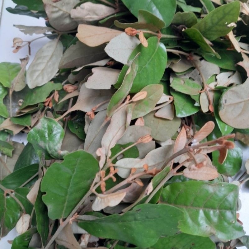 

Daun benalu jeruk bali asli segar petik langsung per 1 kg...