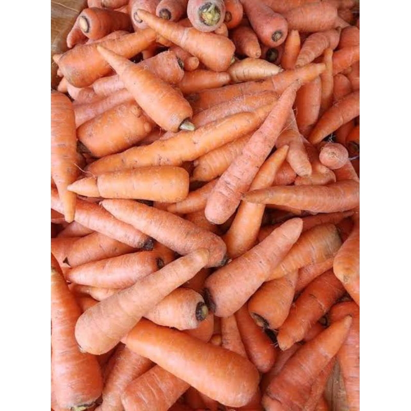 

Wortel Tidak Bertangkai 500gr