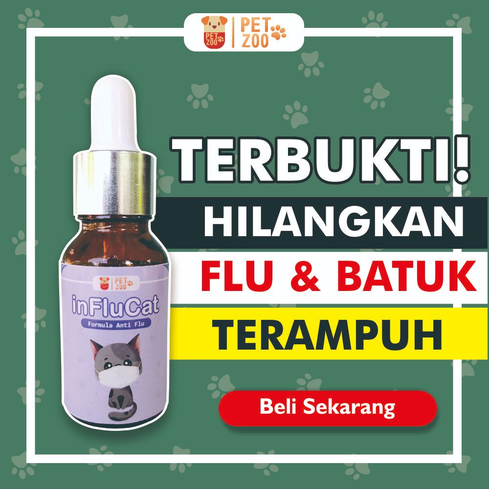 Obat Flu Kucing Paling Ampuh Apotik Parah Terbaik Obat Flutd Kucing D2 Obat Pilek Kucing Bersin dan 