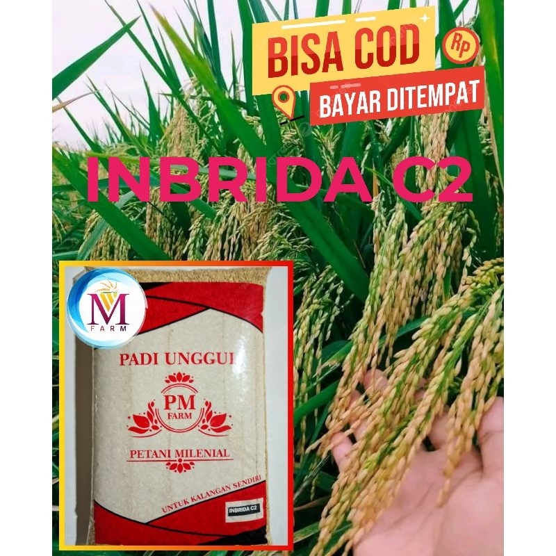 benih padi inbrida c2 kemasan 5kg