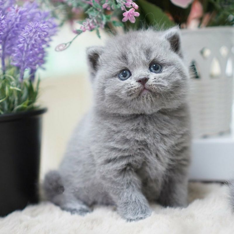 British Shorthair Kucing Kitten