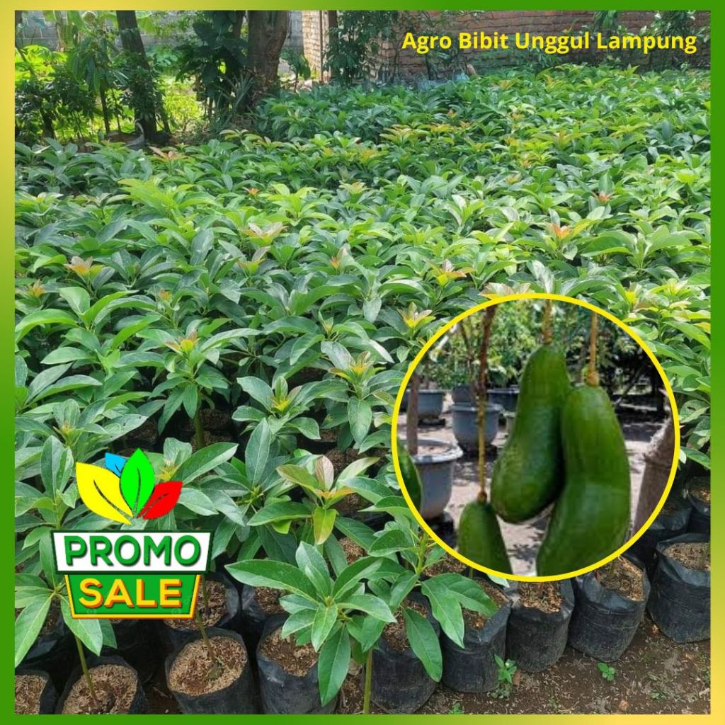 Bibit Alpukat Kelud kediri Super Asli Tanaman Sudah Okulasi Cepat Berbuah