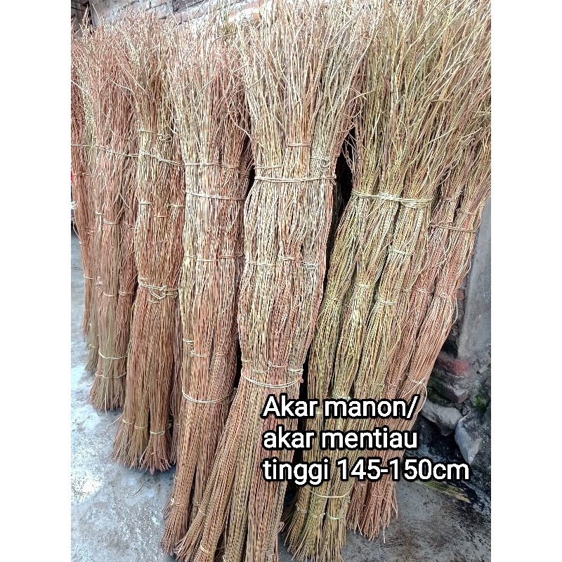 Dekorasi akar manon/akar mentiau isi 100