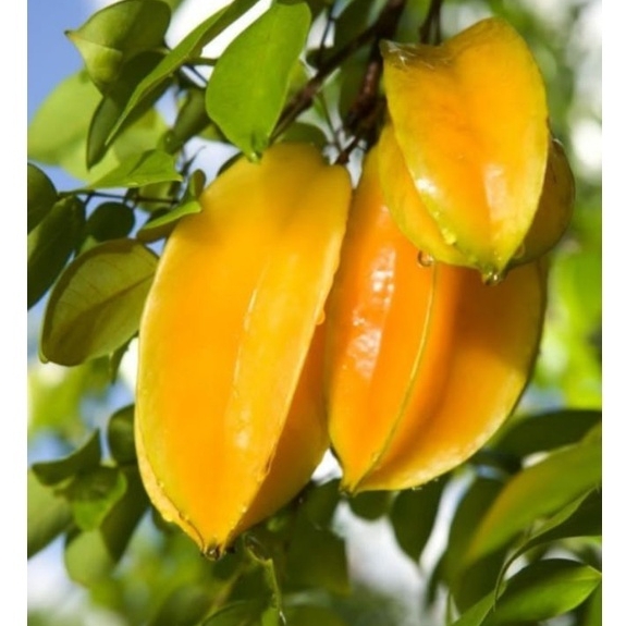 BIBIT TANAMAN BUAH BELIMBING MADU KONDISI SUDAH BERBUNGA SUPER UNGGULAN BERKUALITAS