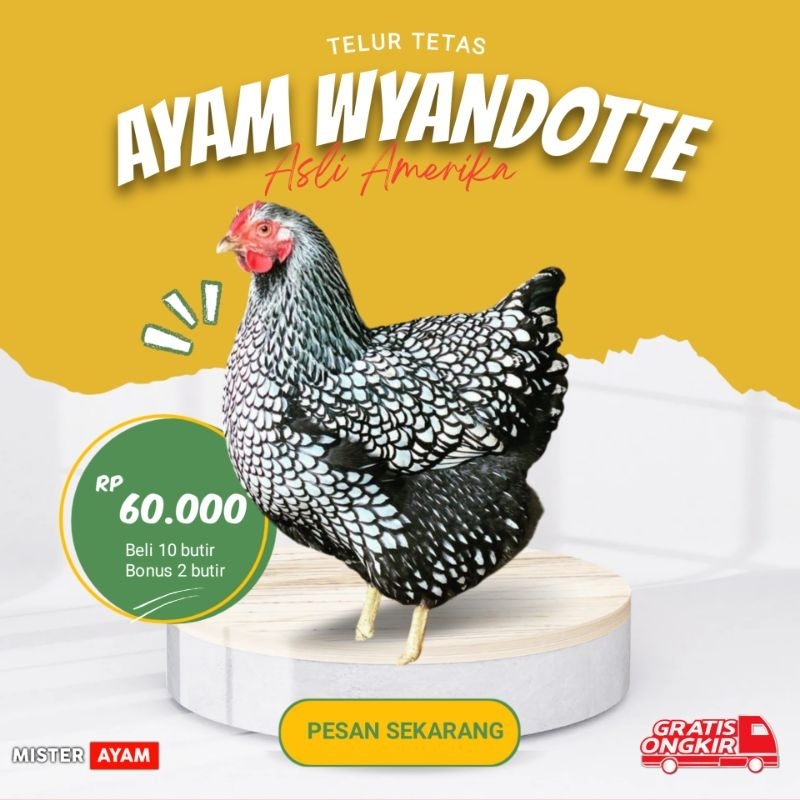 

TELUR AYAM WYANDOTTE