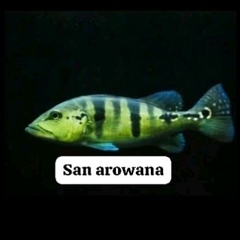 pbass Azul blue peacock pbass pure blue azul