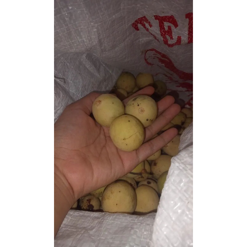 

buah duku lokal wonosobo