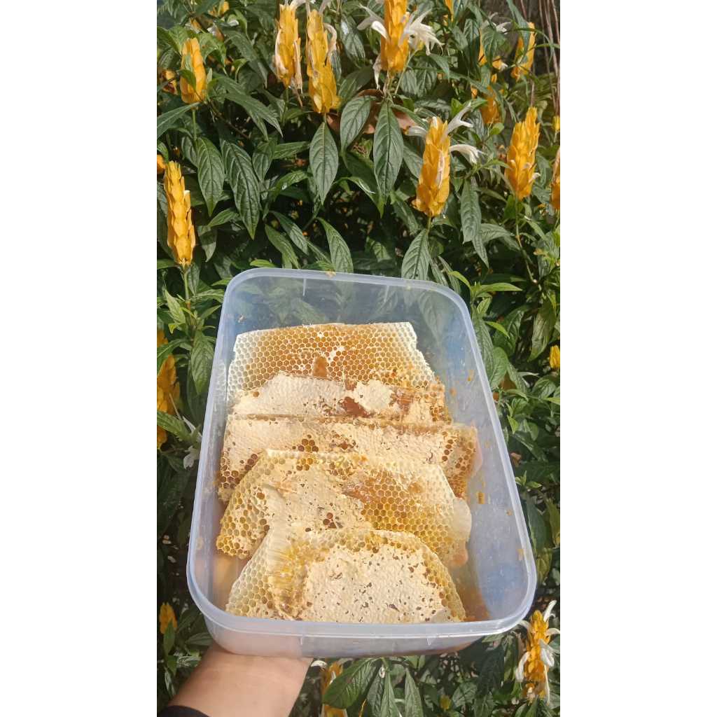

MADU SARANG ORIGINAL ASLI 100% MADU MURNI PURE HONEY ORGANIK