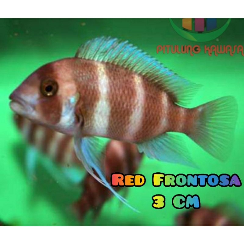 red frontosa merah cichlid tanganyika