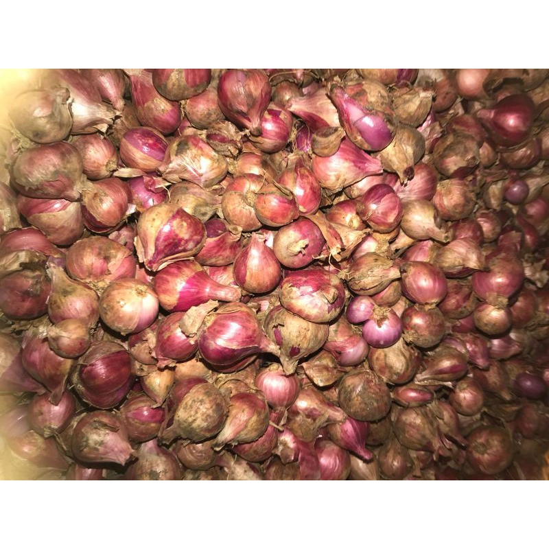 

RB Bawang Merah Brebes/Sleman 500gr Grade AB Bibit Tajuk