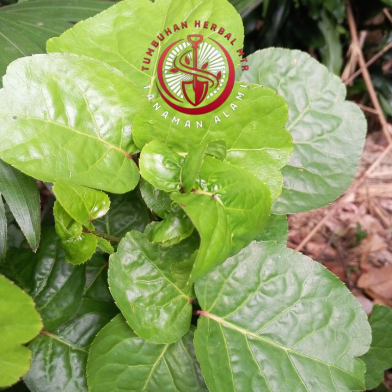 

Daun Mangkokan 30 Lembar Segar Langsung Petik Dari Pohon