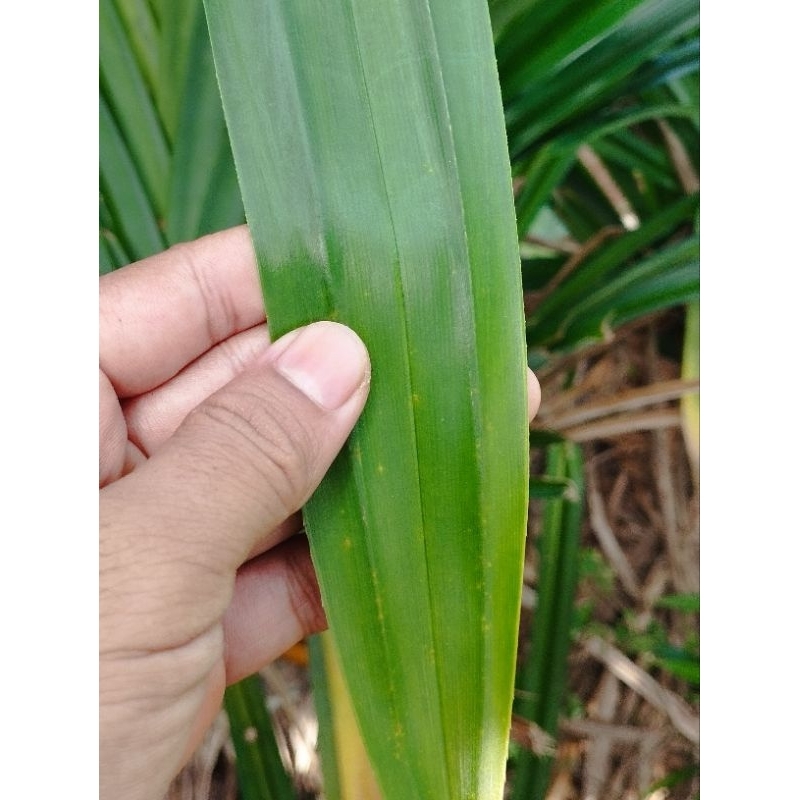 

Daun Pandan Wangi Per Lembar