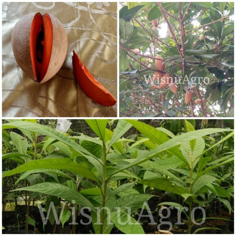 Bibit Sawo Raksasa/Mamey Sapote Original