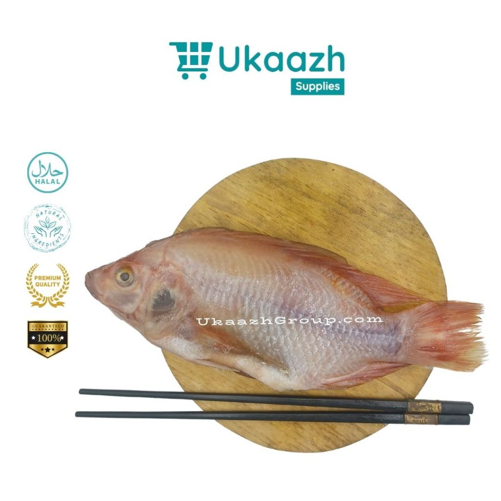 

Ukaazh Ikan Nila Merah 1/4 Kg 250 Gram Frozen Fresh Segar