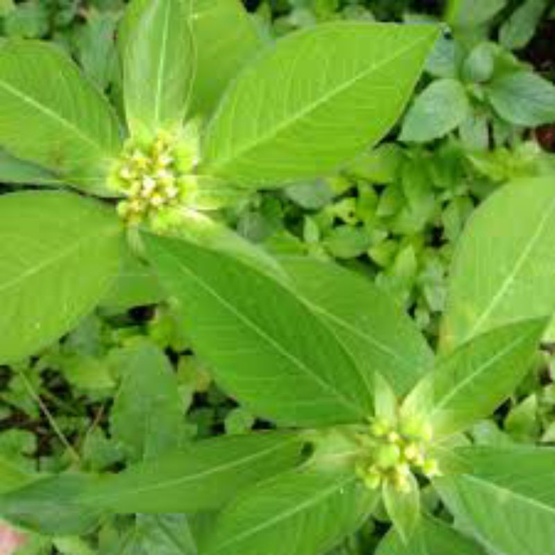 

daun Sena segar pres 500 gram