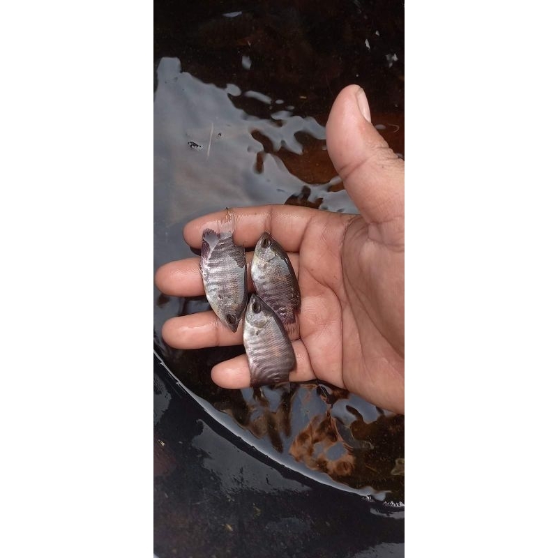 

gurame soang ukuran 6-7cm isi 10 ekor