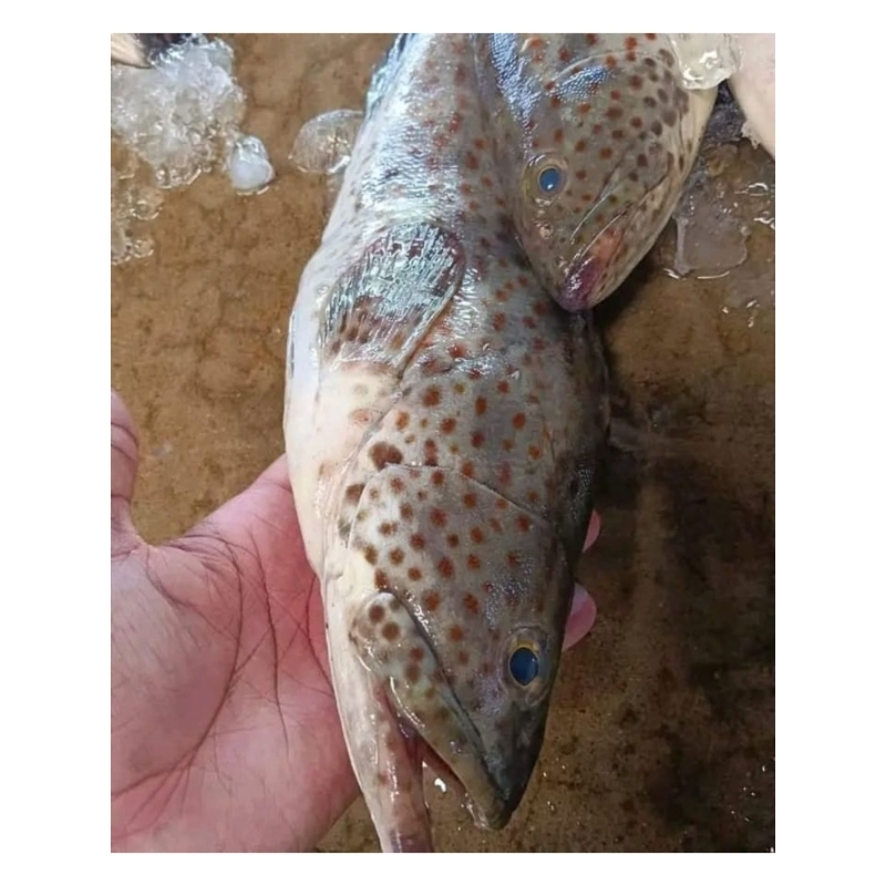 

ikan kerapu balong fresh murah