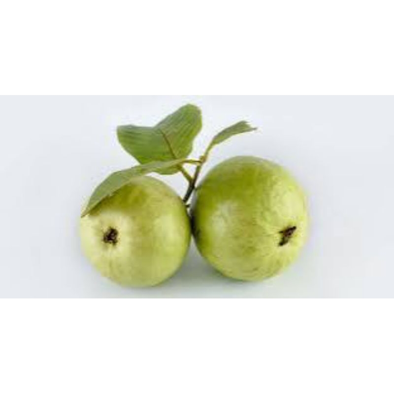 

jual jambu biji segar 1kg dipetik langsung pas ada orderan