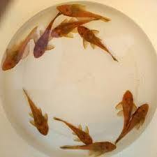 ikan hias sapu sapu albino