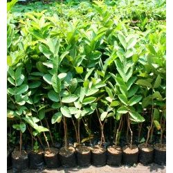 Bibit Jambu Biji Bangkok Super Berkualitas