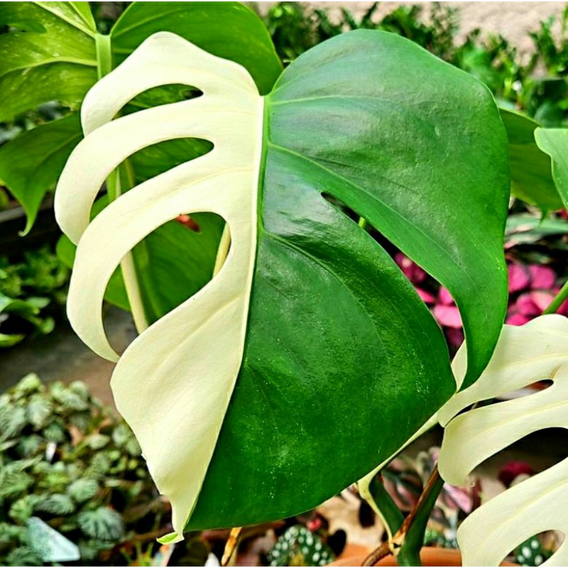 Monstera Varigata Half Moon Satu Daun Pancing
