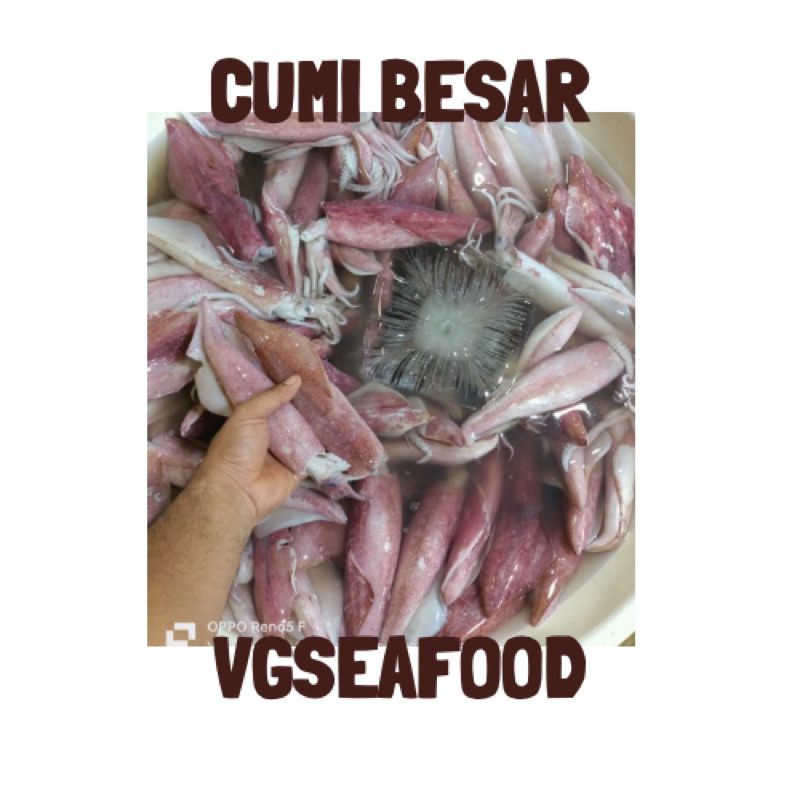 

Cumi Besar 1kg