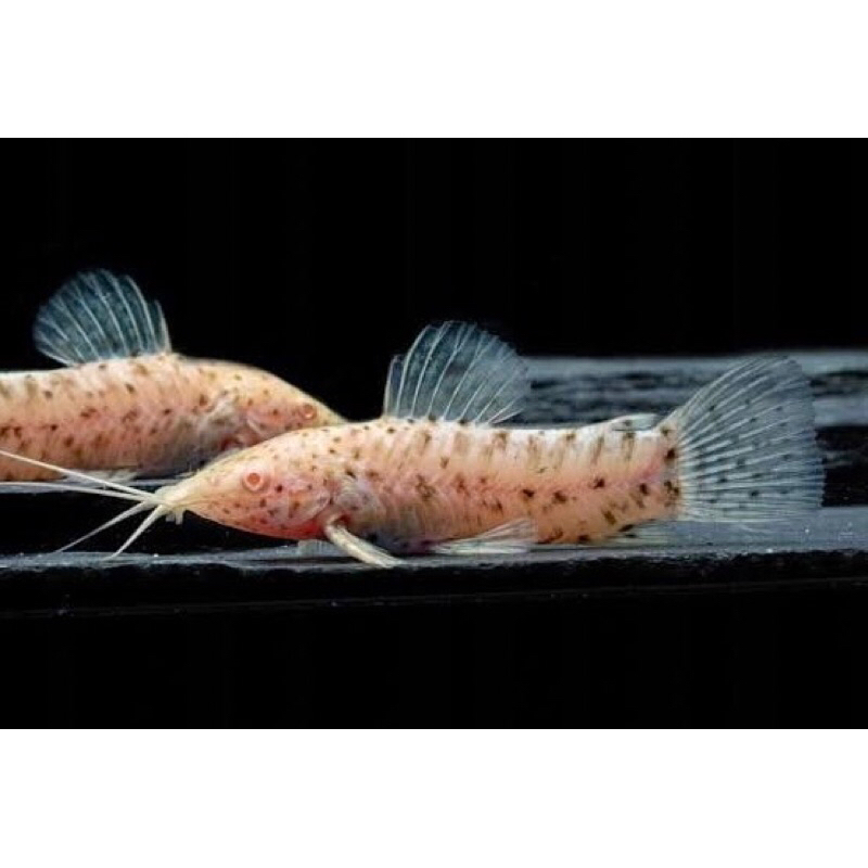 Hoplo Albino Hiasan Aquarium