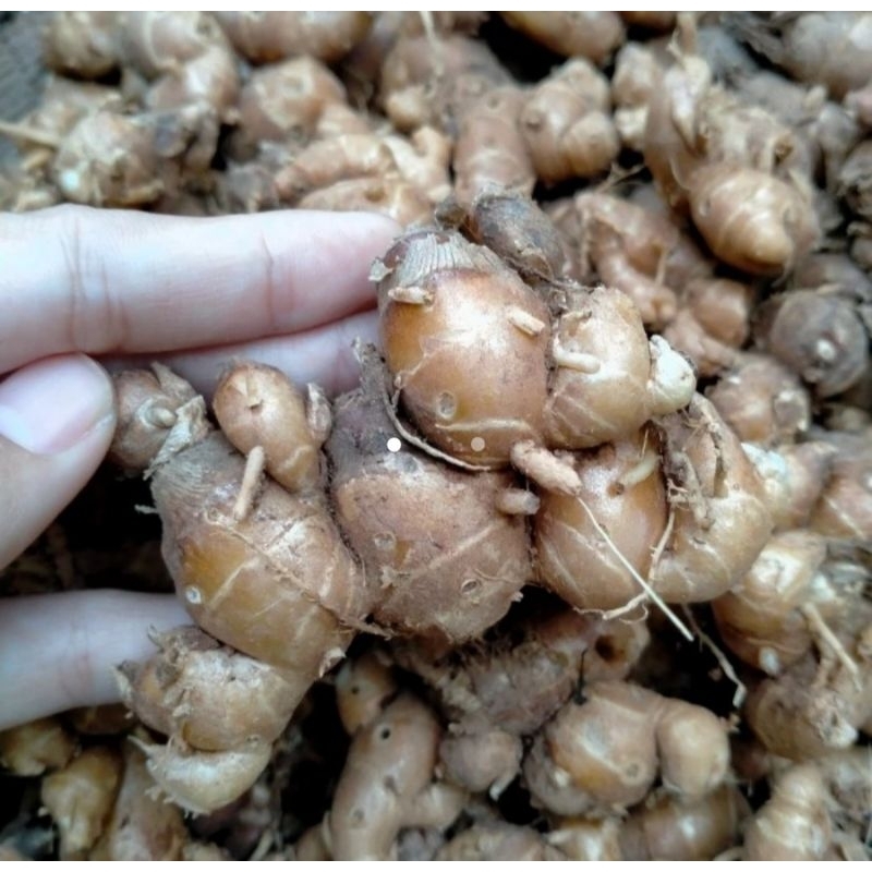 

1kg Kencur Cikur Fresh Hasil Panen sendiri bumbu dapur bumbu seblak