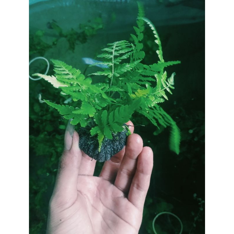 tanaman aquascape pakis air