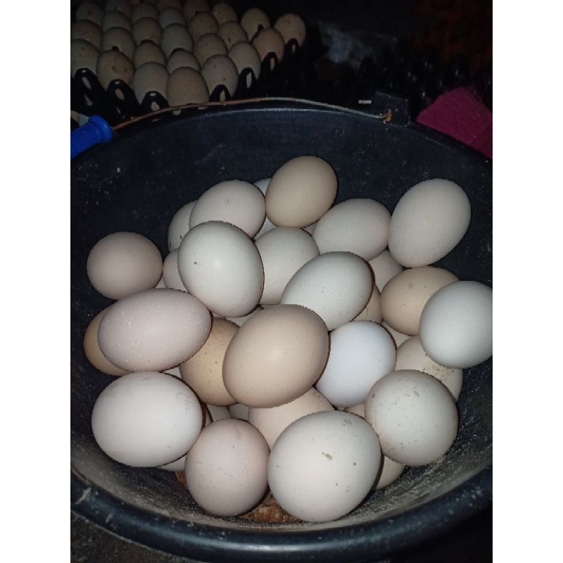 

telur tetas ayam induk pedaging