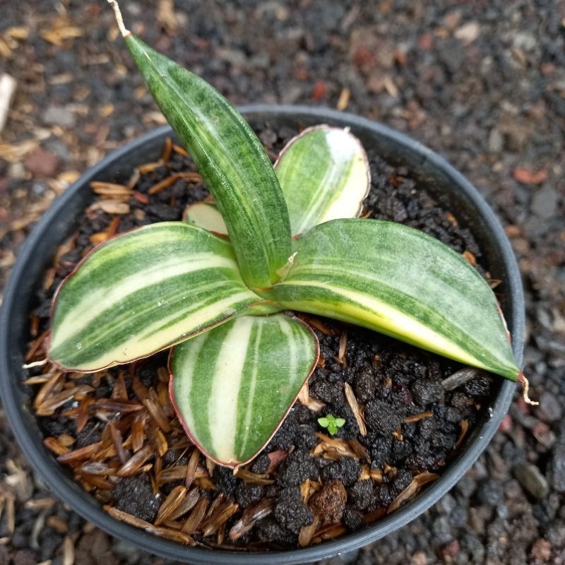 Sanseviera sansevera sanseviera lidah gajah SANSEVIERA PATEN X EBBY