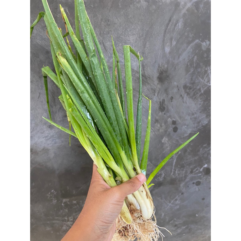 

DAUN BAWANG