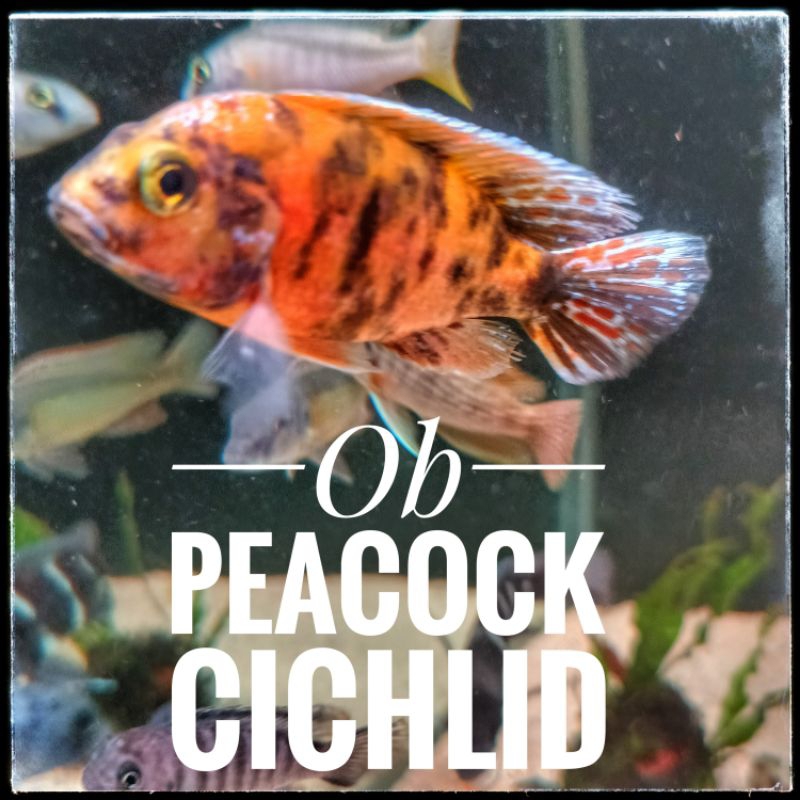 Ob Peacock cichlid