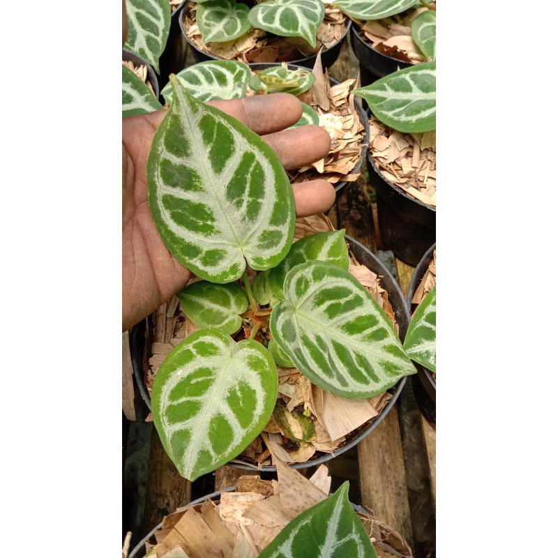 anthurium / kuping gajah silver blush