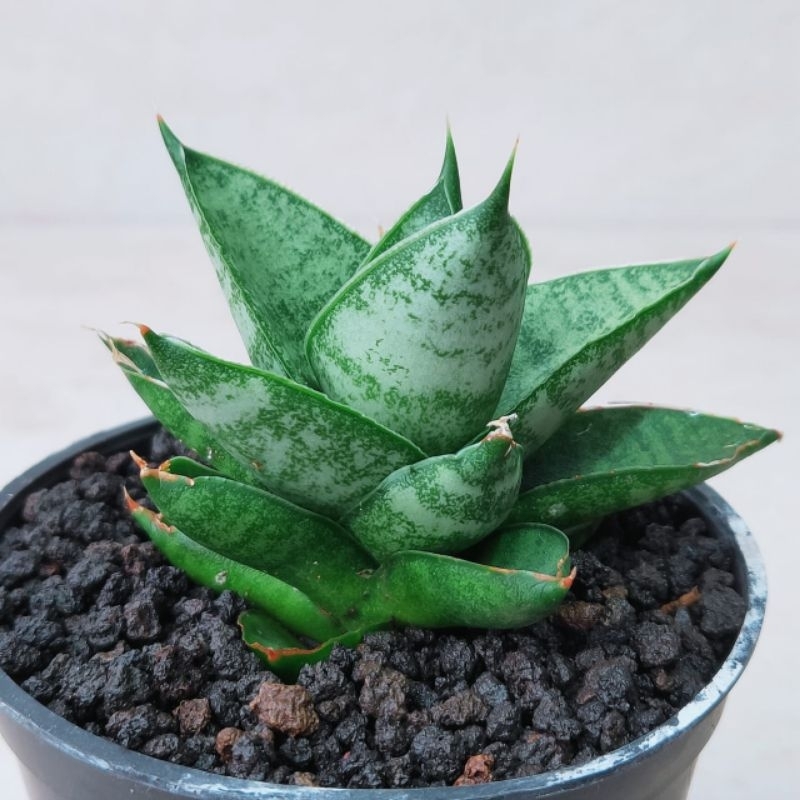 sansevieria pagoda hybrid