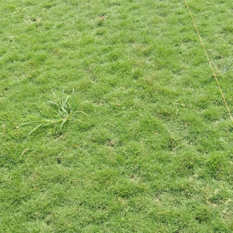 Paket bibit Taman rumput/Pasang rumput JABODETABEK