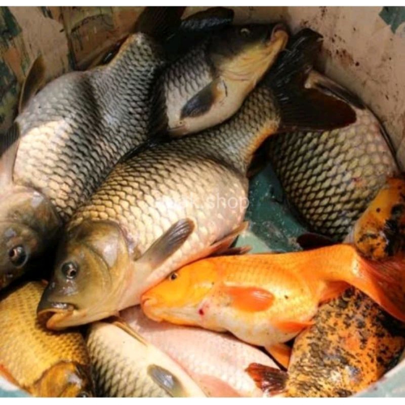 

ikan mas segar 1 kg