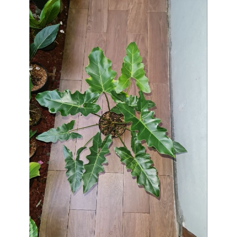 thaumatophyllum williamsii / philodendron williamsii