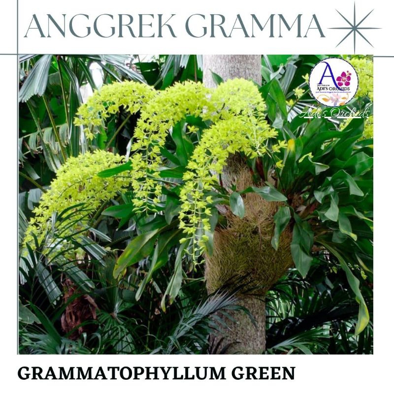 Anggrek Grammatophyllum Green