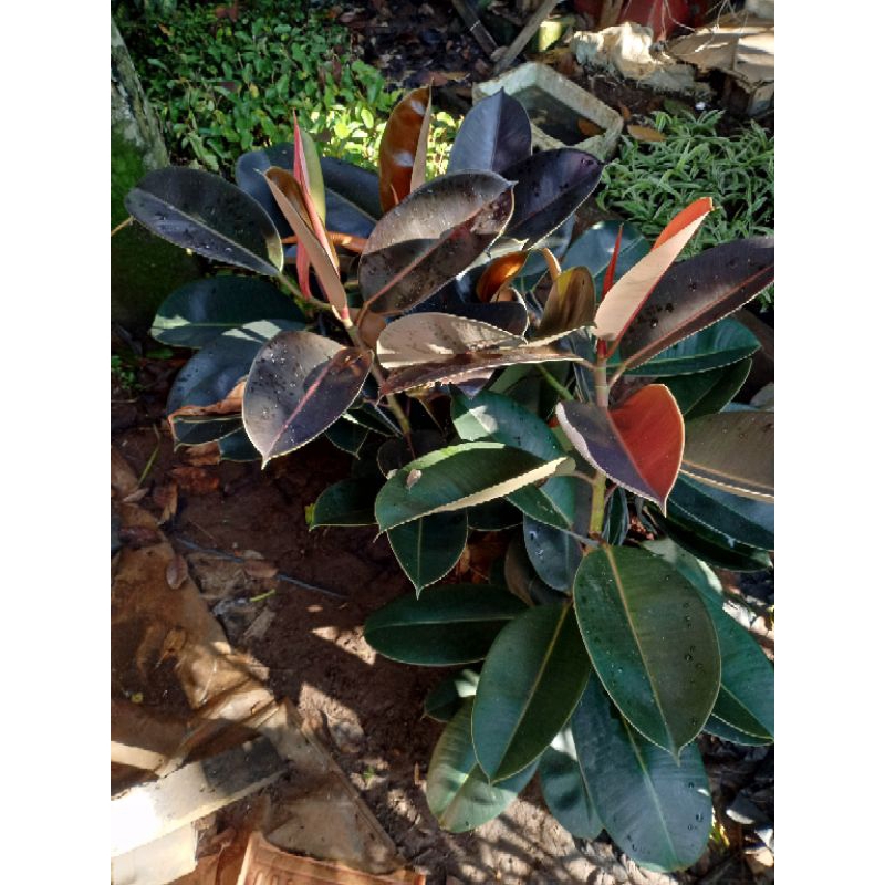 Pohon indor karet kebo tinggi 1meter