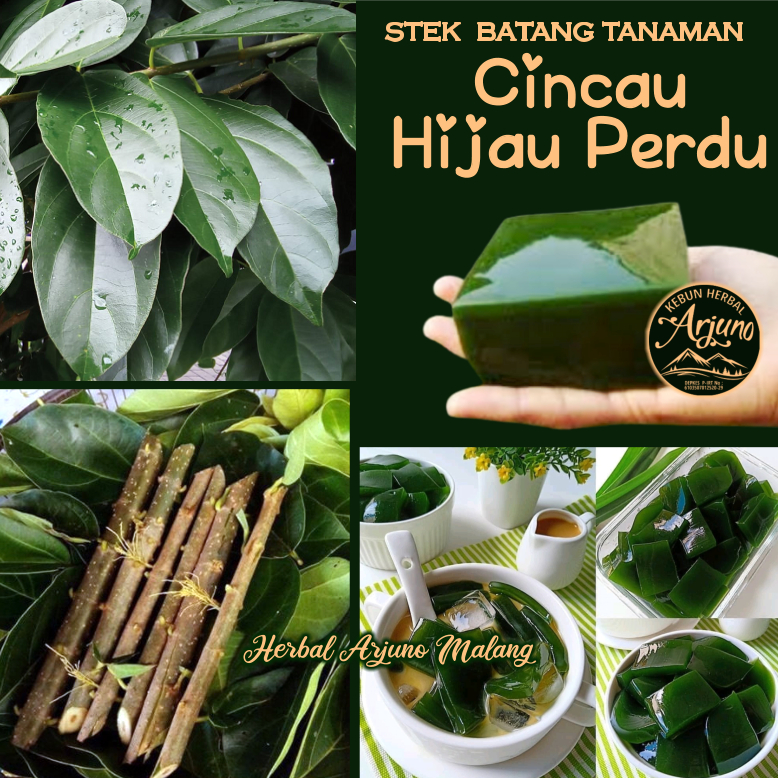 5pcs Stek Batang Tanaman Cincau Hijau Cuing Cao Cuwing Perdu