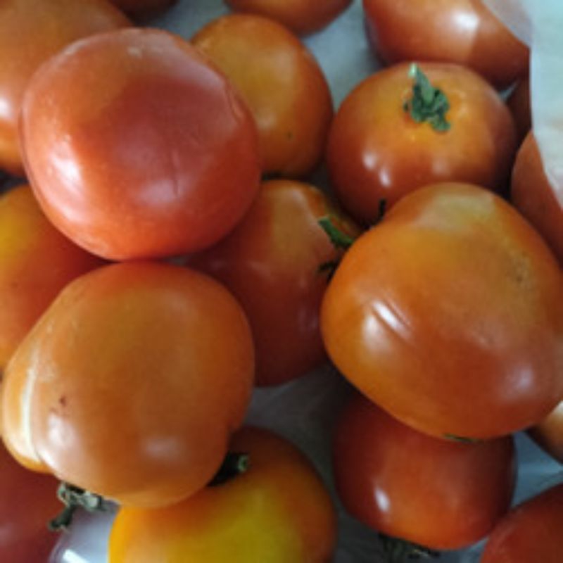 

Tomat Fresh/Segar kualitas bagus