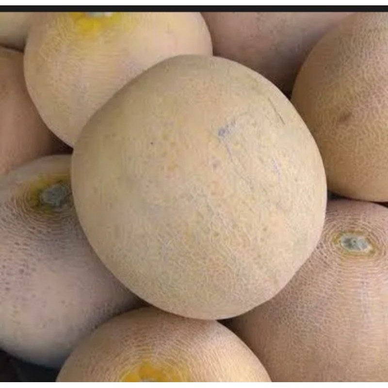 

PREMIUM!!! Melon Madu Banyuwangi Manis