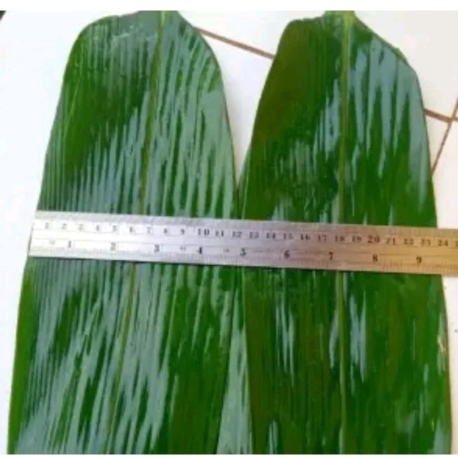 

Daun Bambu Bacang Lebar 10-12cm Segar Baru petik