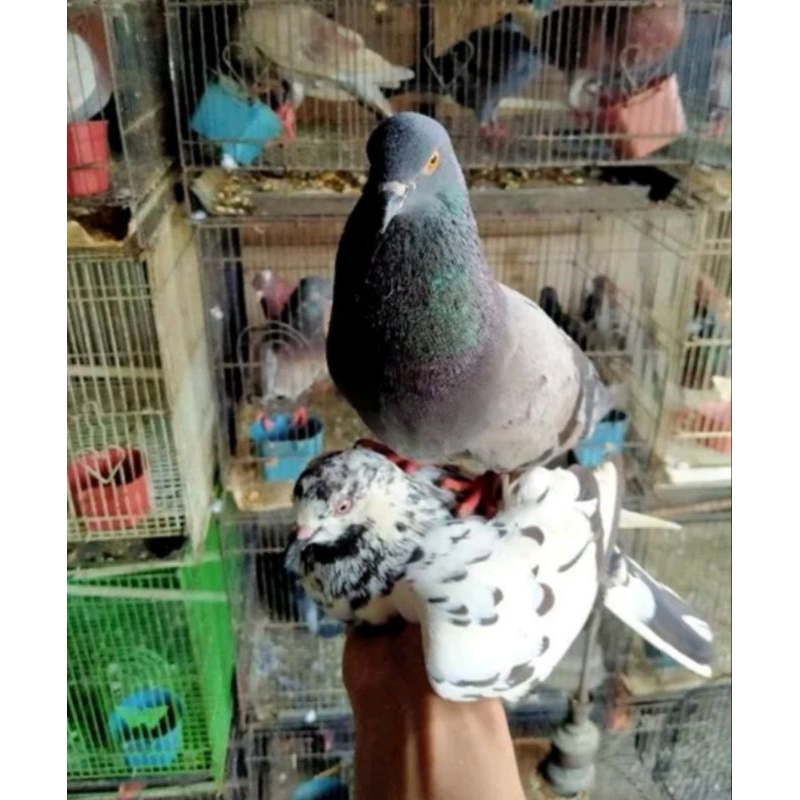 merpati sepasang giring