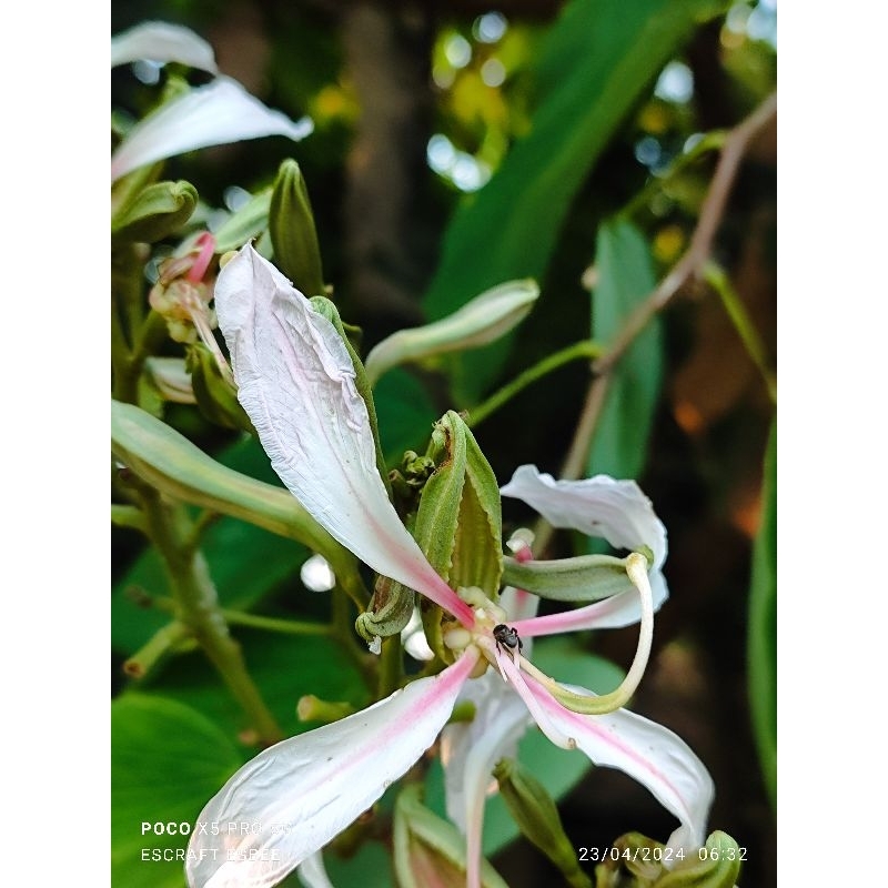 Bibit Bunga Bauhinia / Bunga Kupu Kupu Vegetasi Pakan Lebah