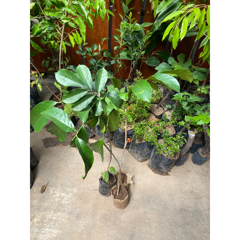 

Bibit Duku tanpa biji okulasi super